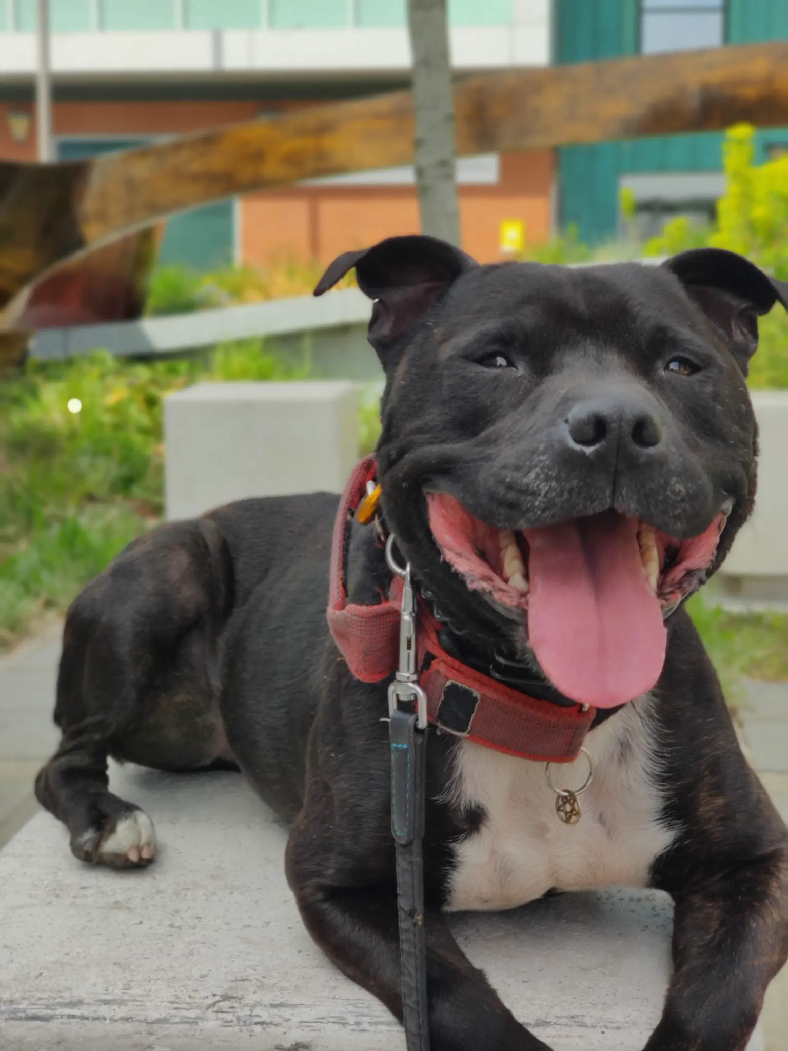 Happy Staffordshire Bull Terrier lying down